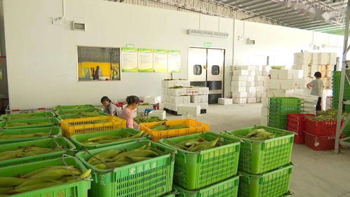 全力推進粵港澳大灣區(qū)肇慶懷集綠色農副產品集散基地建設