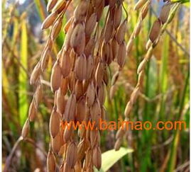 高效農副產品加工與優(yōu)惠精米供應商指南