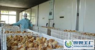 江蘇省濱?？h九公里華龍總雞苗門市部 一站式優(yōu)質(zhì)雞苗批發(fā)，助力農(nóng)副產(chǎn)業(yè)發(fā)展